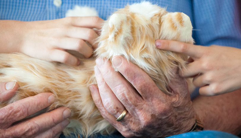 Joy For All Companion Pets