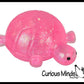 Sugar Turtle
